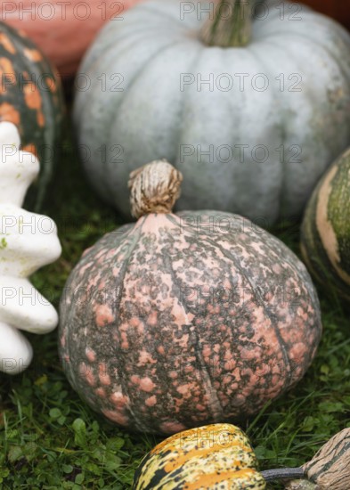 Beautifully patterned winter squash (Cucurbita maxima) with a mix of muted green and salmon-pink