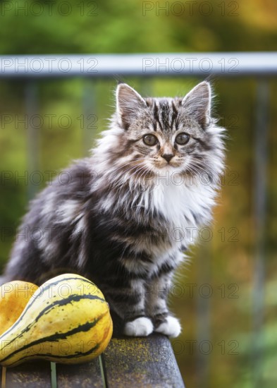 Fluffy gray white kitten sits on a wooden table next to two colorful ornamental pumpkins with soft