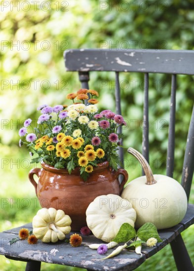 Colourful chrysanthemum flowers in a terracotta pot paired with white pumpkins on a weathered chair