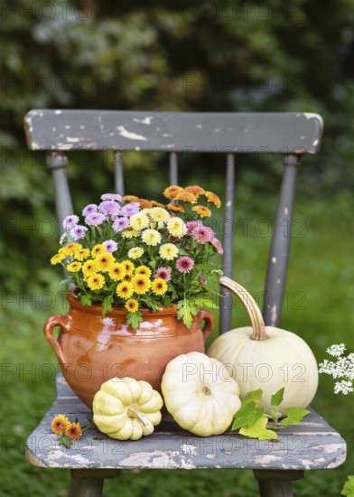 On a rustic chair is a pot of bright chrysanthemum flowers and white pumpkins, which create a warm
