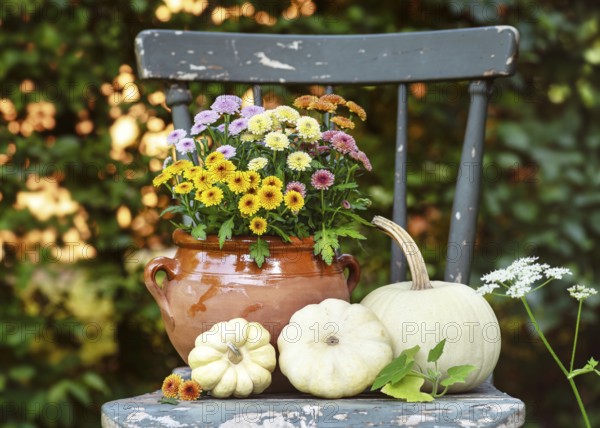 Rustic herb decoration with colorful chrysanthemum (chrysanthemum) flowers in a clay pot and white