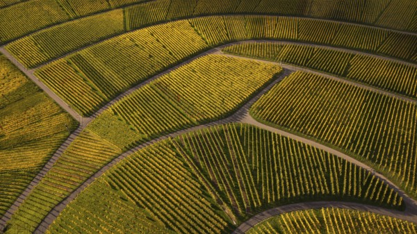 Golden sunset over the glowing autumnal vineyards on the Kappelberg between Fellbach and Stuttgart.
