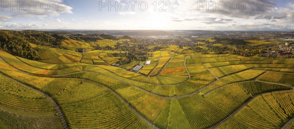 Panoramic picture over the wine trail. Golden sunset over the glowing autumnal vineyards on the