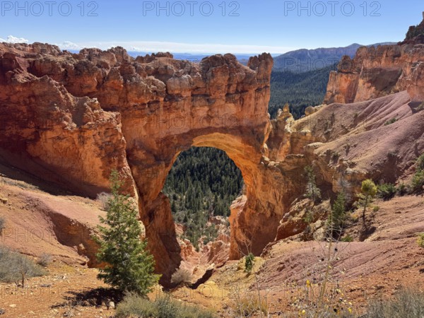 Fascinating red rock arch with surrounding pine trees in the daylight of a canyon, Bryce Canyon