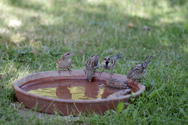 House sparrow (Passer domesticus), four, female, male, water, drink, cute, 4 sparrows sitting side