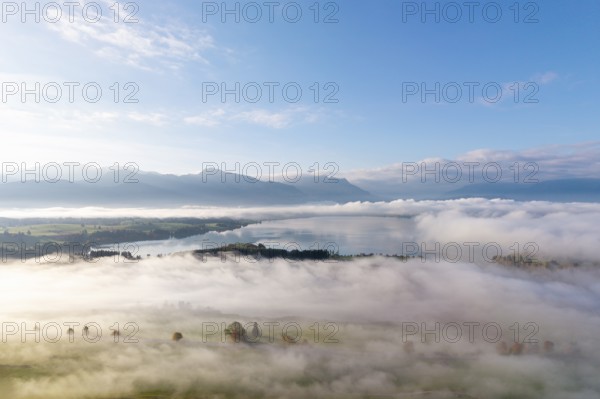 Morning atmosphere with clouds of fog over a pasture landscape and Forggensee near Roßhaupten,