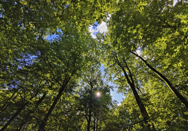 Forest landscape with view of treetops in backlight, Sonnenberg municipality, Oberhavel district,