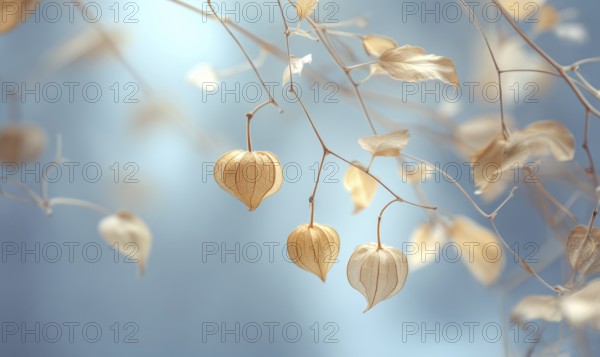 A branch with three yellow flowers and a blue sky in the background. The flowers are wilted and the