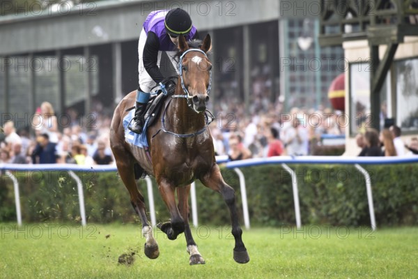 WROCLAW, POLAND - SEPTEMBER 4, 2016: Race for the 3-year and older horses Group IV Racecourse WTWK