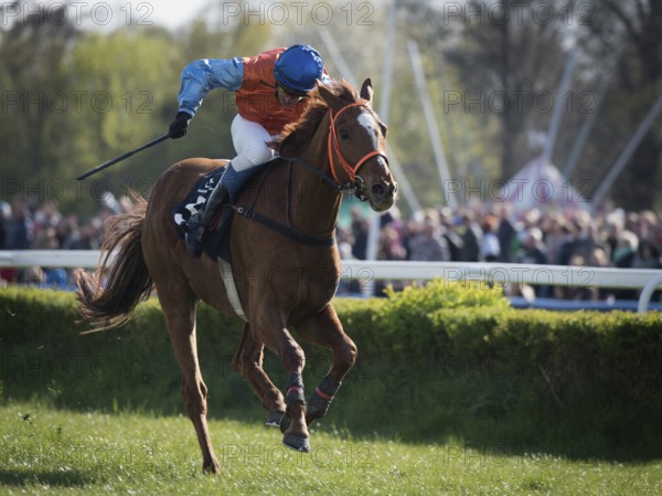 WROCLAW, POLAND - APRIL 24, 2016: International steeplechase for 4-year old horses at Racecourse