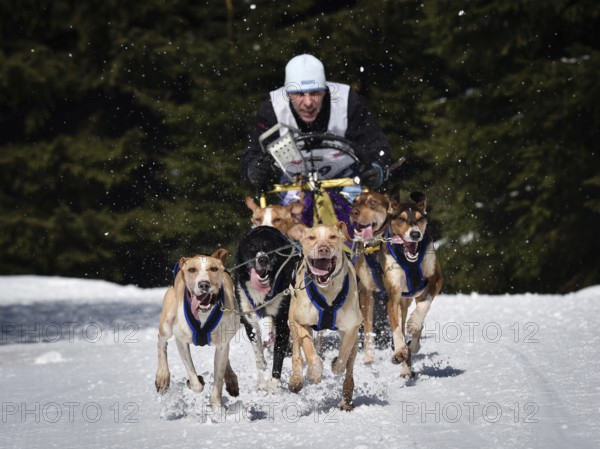 JAKUSZYCE, POLAND - MARCH 16, 2016: Ales Prokupek during International Sled Dog Race Border Rush