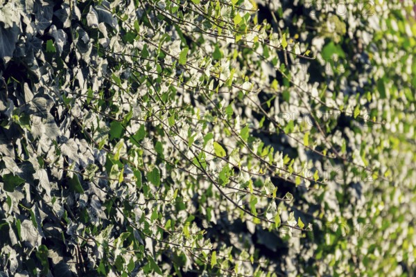 Evergreen common ivy, hedera helix crawl on the wall, english european ivy, sunny summer day,