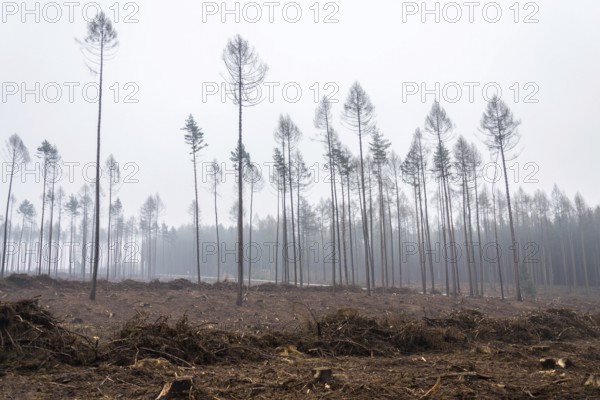 Glade or forest clearing with solitary larch and pine trees at bark beetle calamity area, spruce