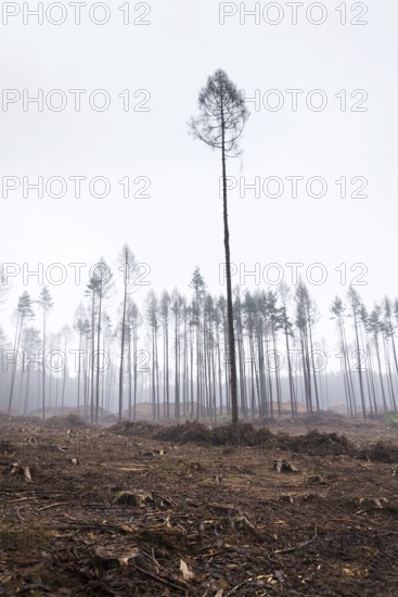 Glade or forest clearing with solitary larch and pine trees at bark beetle calamity area, spruce