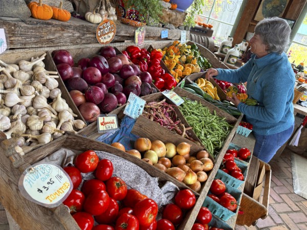 A group of Autumn pumkins and gourds exhibited at the Hudac Farm Stand, Saint Albans, New England,