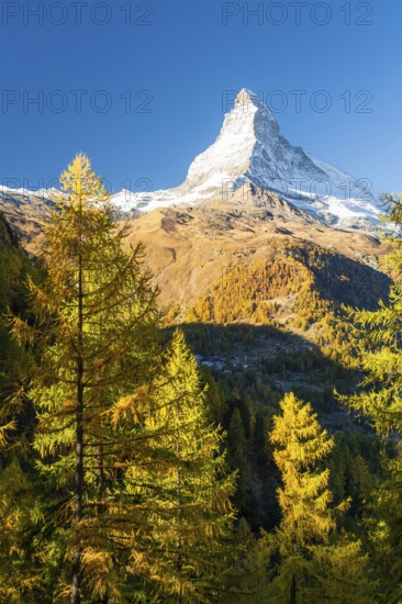Matterhorn Mountain and Yellow Larches in Autumn in Sunny Morning. Fall Colors. Swiss Alps. Valais,