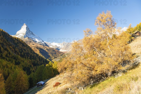 Matterhorn Mountain and Yellow Birch Tree in Autumn on Sunny Day. Fall Colors. Swiss Alps. Valais,