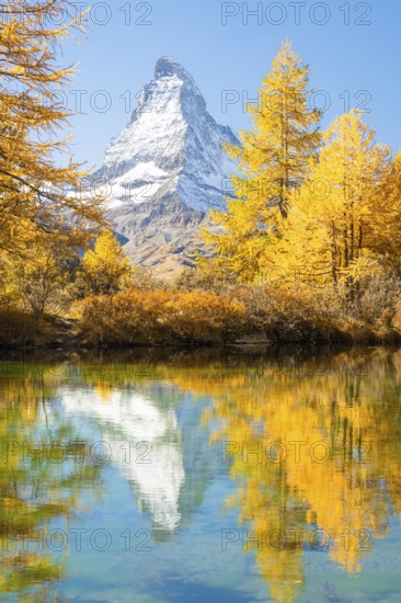 Matterhorn Mountain and Yellow Golden Larches in Autumn on Sunny Day. Reflection in Lake Grindjisee