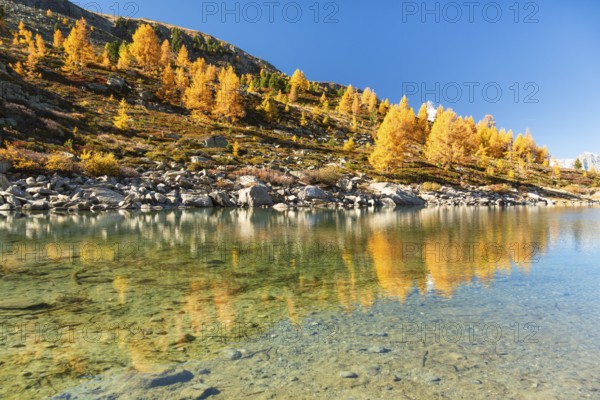 Mountain Slope and Yellow Larches in Autumn on Sunny Day. Reflection in Lake Grunsee. Swiss Alps.