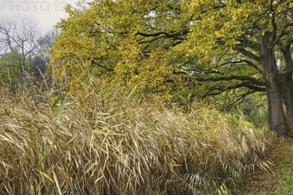 Leafy trees and thick grassy areas in the colorful autumn forest, Nettetal