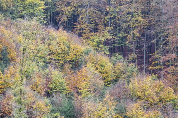 Dense forest with diverse autumn colors in the treetops, Freudenberg North Rhine-Westphalia