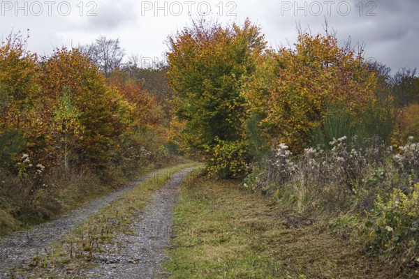 A narrow path leads through an autumnal forest with thick bushes, Freudenberg North
