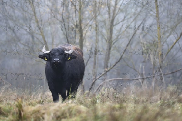 Eating water buffalo cow in landscape management, pristine landscape, November atmosphere, fog,