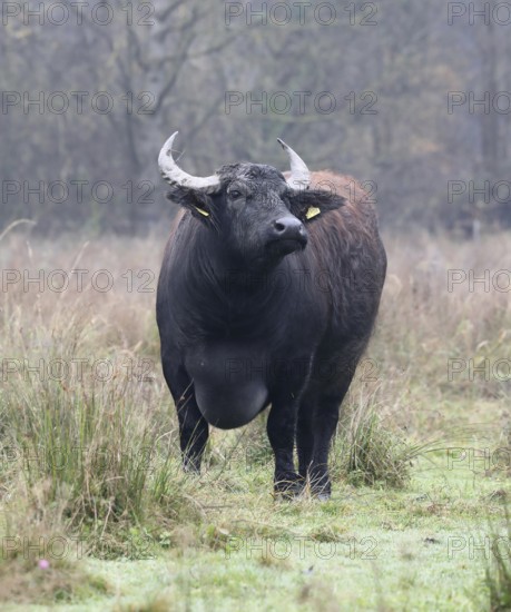 Weathering water buffalo cow in landscape management, pristine landscape, November atmosphere, fog,