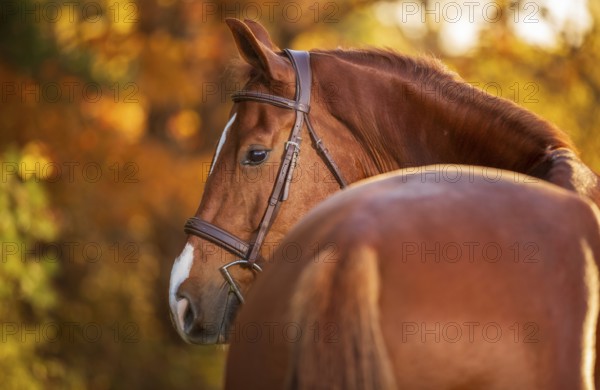 A chestnut coloured brown horse (equus caballus) with a bridle in a serene autumn setting with warm