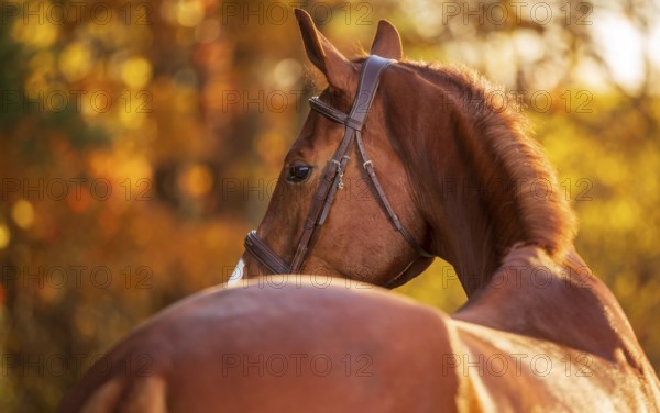 A chestnut brown horse (equus caballus) with a bridle looking backward in an autumn setting in