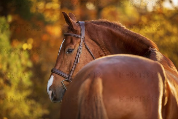 A chestnut brown horse (equus caballus) with a bridle surrounded by autumn foliage and warm colors