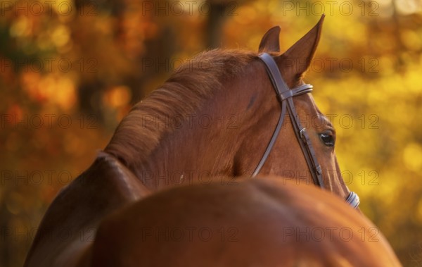A tall chestnut male horse (equus caballus) in a leather bridle and unbraided mane amid autumn