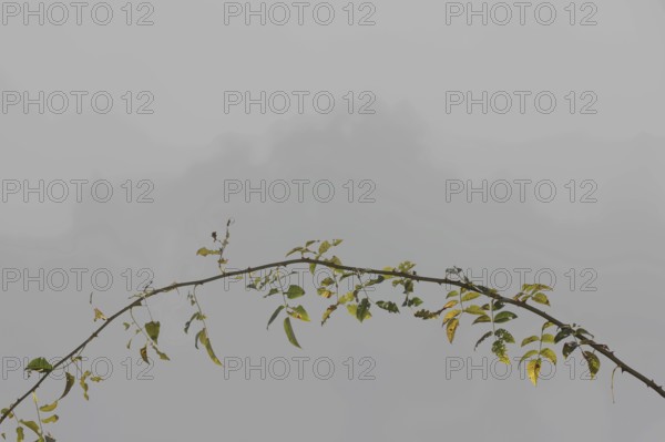 Arc-shaped branch of a wild rose with heavily corroded leaves in front of a foggy landscape, symbol