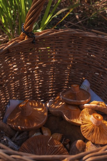 Freshly collected edible mushrooms in a woven basket, illuminated by sunlight, give off an autumnal