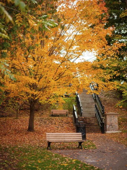 Park scene with a stairway surrounded by bright orange autumn leaves and benches along the Thames