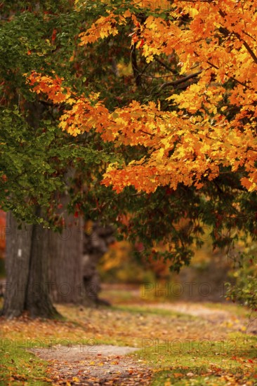 Bright orange autumn leaves on a tree overhanging a peaceful forest path on the Thames Valley