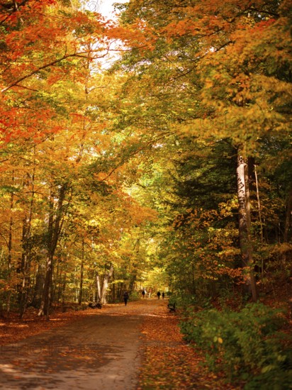 Sun-dappled trail through dense woods with vivid autumn leaves creating a peaceful setting along