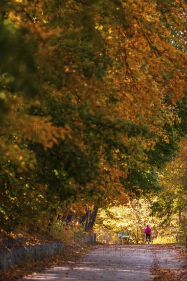 A solitary figure walks along a sun-dappled path under autumn leaves along the Terry Fox Parkway in