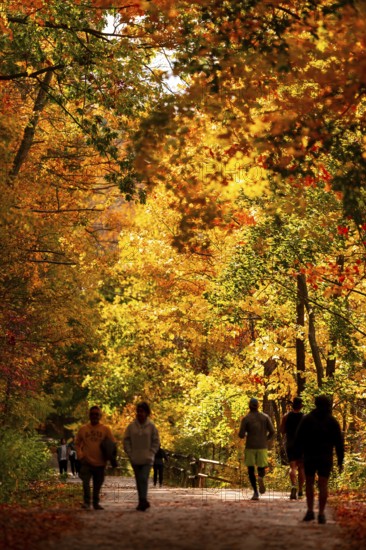 People jogging on a sunlit path lined with autumn foliage on the Thames Valley Parkway in