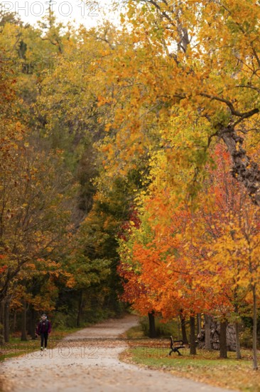Solitary walker on a path with vibrant autumn foliage, nestled in a peaceful forest on the Thames