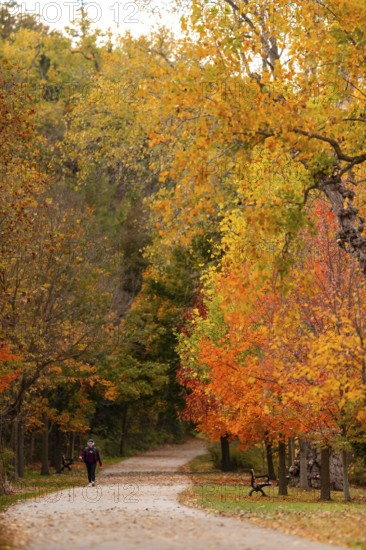 A solitary person walking along a forest path surrounded by vibrant autumn leaves on the Thames
