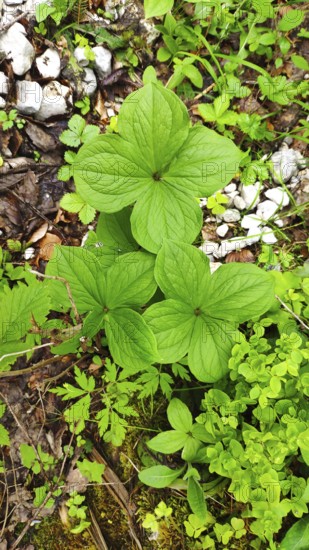 True lover's knot, (Paris quadrifolia), Slovenia