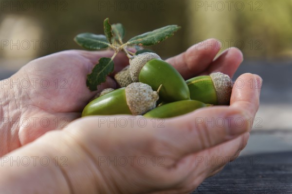 Cupped hands cradling fresh green acorns and an oak leaf, representing nature, new beginnings,