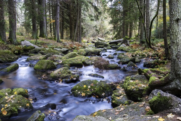 A quiet stream flows through a wooded area, lined with moss-covered stones, Höllfall Arbesbach