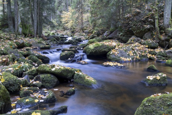 A quiet stream flows through the forest, with moss-covered stones and falling autumn leaves,