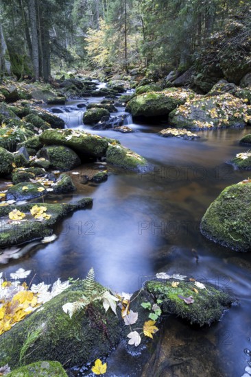 An autumnal stream flows through the forest, lined with moss-covered stones, Höllfall Arbesbach