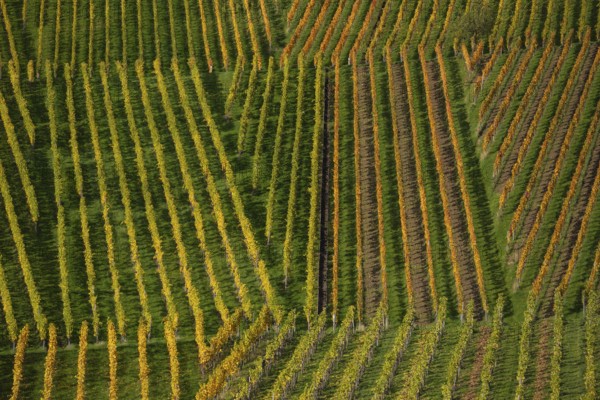 Wine lines in autumn on the wine trail on Kappelberg near Fellbach, Stuttgart