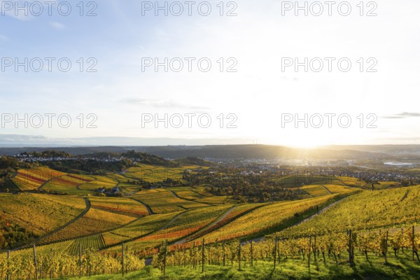 Vineyards on the Kappelberg in Fellbach in the golden light of sunset with views of Stuttgart and