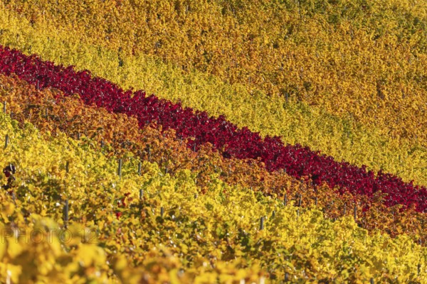 Autumn vineyard lines on the wine trail on Kappelberg near Fellbach, Stuttgart, wine trail in the