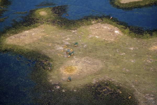 Striped gnu (Connochaetes taurinus), flock on the riverbank, river landscape, aerial view, Okavango